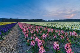 Kleurrijk bloemenveld in de bollenstreek