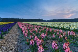 Kleurrijk bloemenveld in de bollenstreek van Marcel Tuit