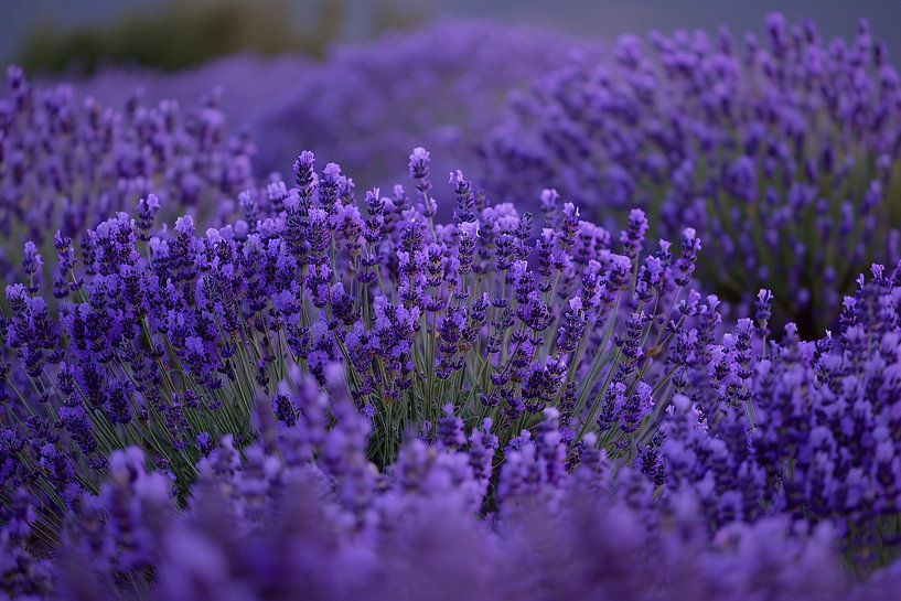 Lavender in full bloom with deep purple hues by Art & Soul Creations