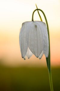 Snake's Head Fritillary close up in a meadow during sunset
