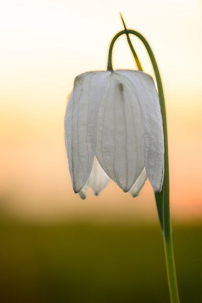 Snake's Head Fritillary close up in a meadow during sunset by Sjoerd van der Wal Photography
