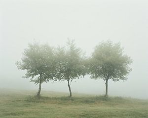 Herbstnebel