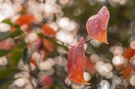Red autumn leaves in front of  a twinkling background by Michel Seelen thumbnail