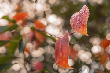 Red autumn leaves in front of  a twinkling background