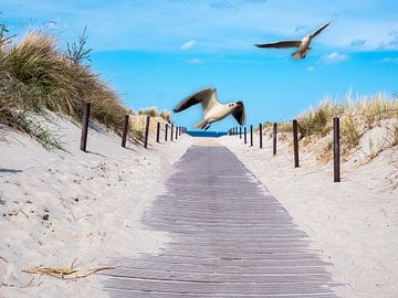 Seagulls on the beach path in Warnemünde on the Baltic Sea by Animaflora PicsStock