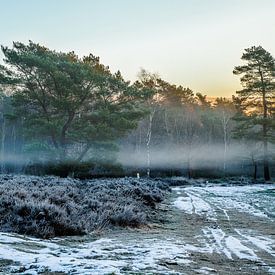 Baum im Nebel von Tim Annink