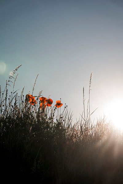 Coquelicots dans la lumière d'été et la brume matinale par Femke Ketelaar