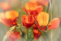Poppies