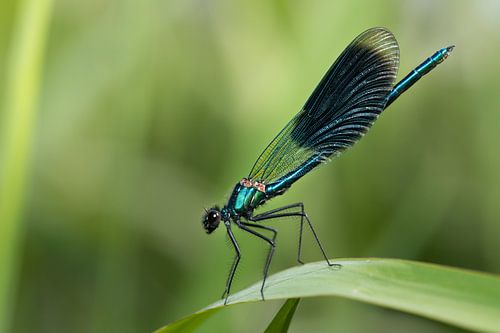 blue dragonfly
