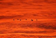 Barnacle Geese in flight by Beschermingswerk voor aan uw muur thumbnail