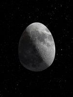 Space Egg