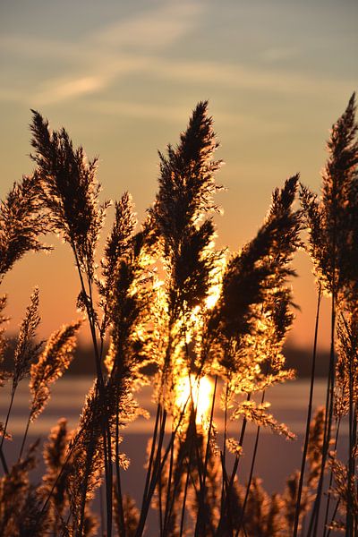 Winter in Reeuwijk by Michelle Boot