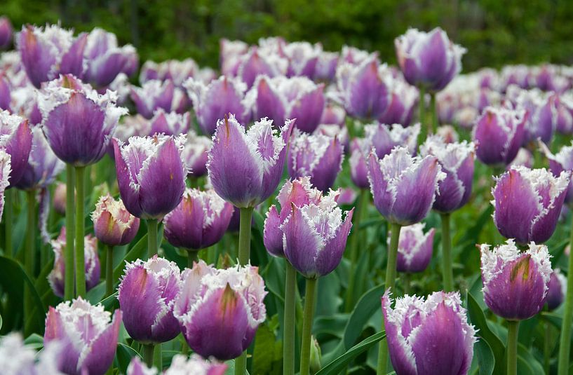 field with pink tulips by ChrisWillemsen