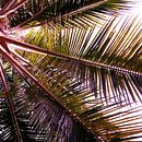 PINK PALM LEAVES  van Pia Schneider thumbnail