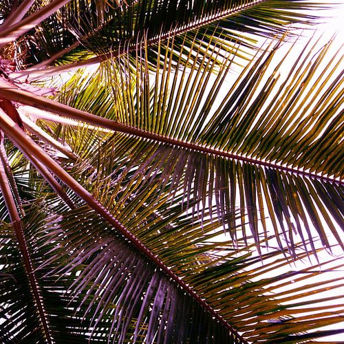 PINK PALM LEAVES  by Pia Schneider