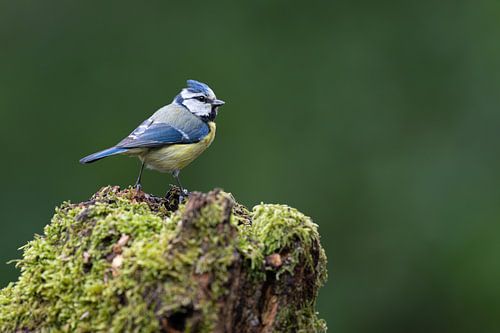 Blue tit in a woodland setting