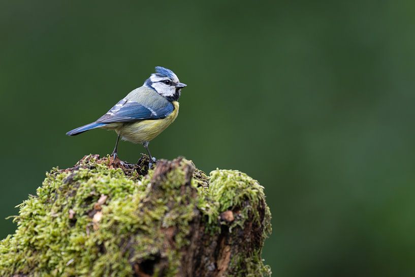 Blaumeise in einem Waldstück von Rene van Dam