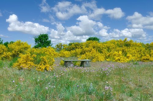 Natuurreservaat Schafberg,Mönchgut,Eiland Rügen