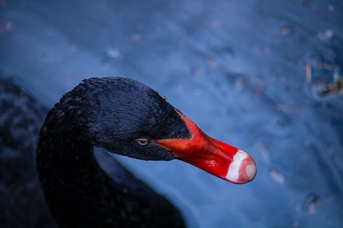 Black Swan