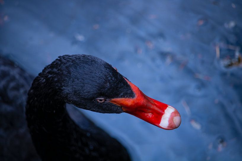Le cygne noir par Sander Beekhof