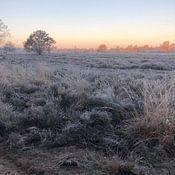 Sylvia Natuur Fotograaf Groen Profile picture