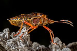 Punaise orange (Heteroptera) sur branche.