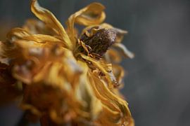 Blooming by Miriam Roodhorst