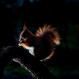 Eichhörnchen von iljan wakker