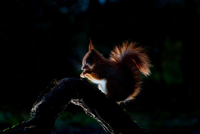 Squirrel by iljan wakker
