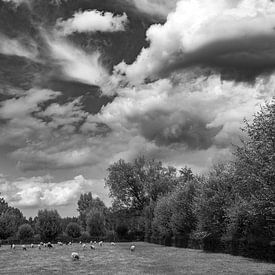 landschap met grazende schapen van jan van de ven