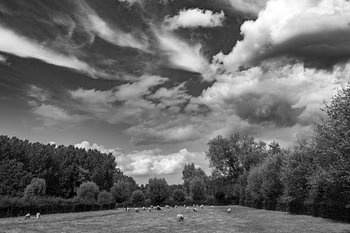 landschap met grazende schapen
