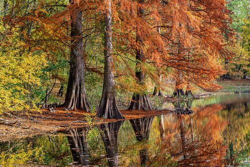 Sumpfzypresse spiegelt sich im Herbst von Eugene Winthagen