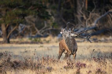 Burrelend Edelhert in de avondzon van Gregory & Jacobine van den Top Nature Photography