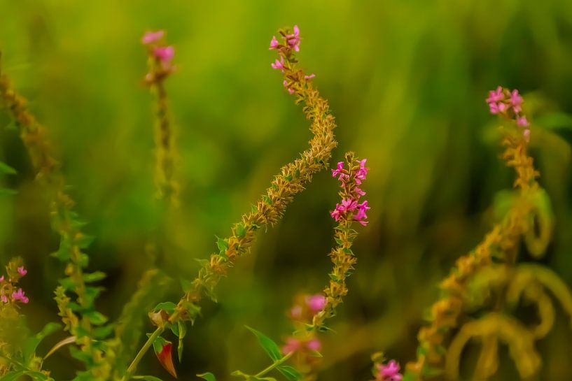 Der Tanz der Blumen. von Robby's fotografie