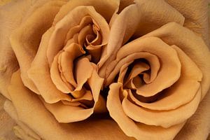Braune Rose von Cees Mooijekind
