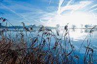 lac de roseaux