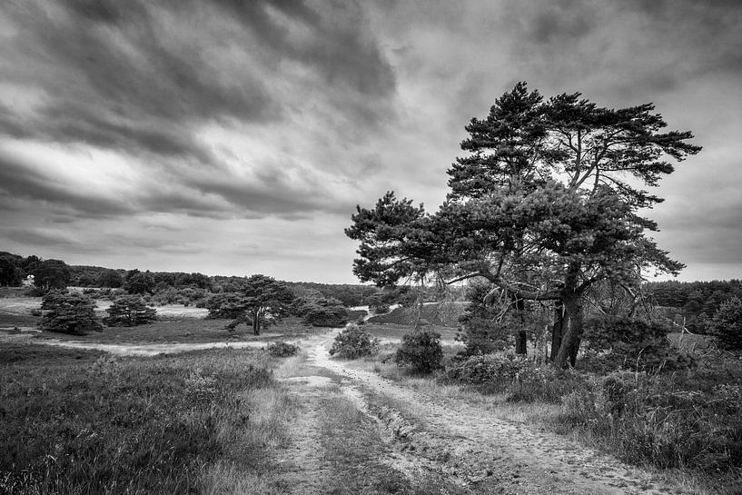Brunssummerheide par Rob Boon