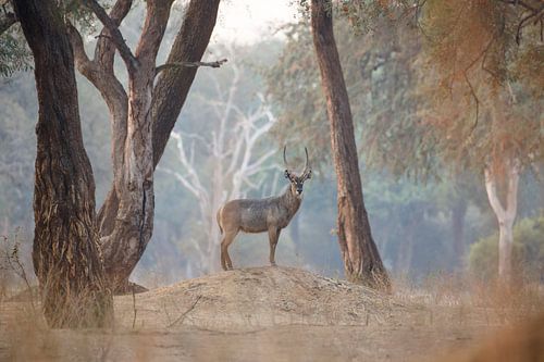 Waterbok in magisch bos
