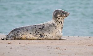 Zeehond von Robert Westerhof