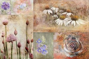 Collage beauties of nature von Claudia Gründler