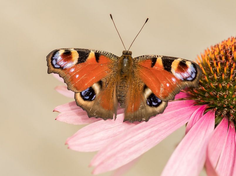 Butterfly by Hennie Zeij