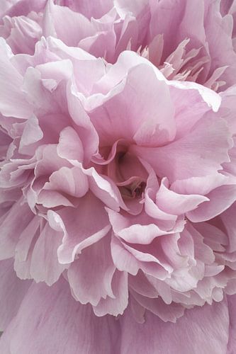 Macro-opname van een roze pioen in volle bloei, afbeelding 2