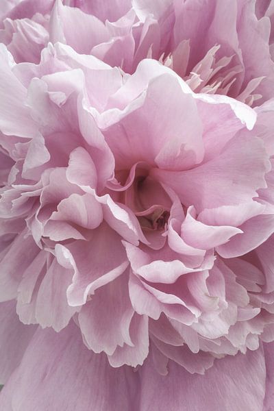 Macro shot of a pink peony in full bloom, image 2 by Studio17