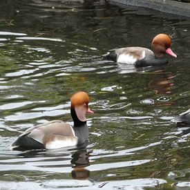 Afro Vogels van Sven Struik