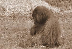 Orang-Utan in Sepia .