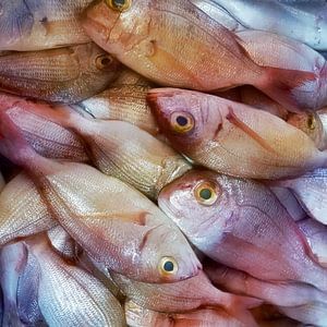 Panoramafoto mit Fischen.