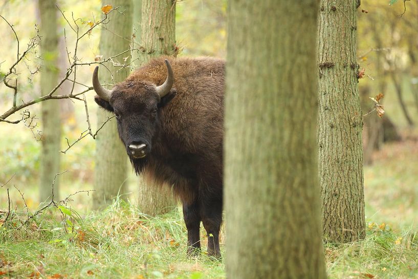 European Bison (Bison bonasus) by Ronald Pol