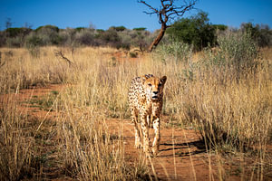 Gepard