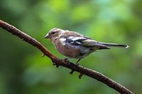 Vink
