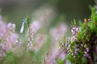 Grasjuffer op de heide